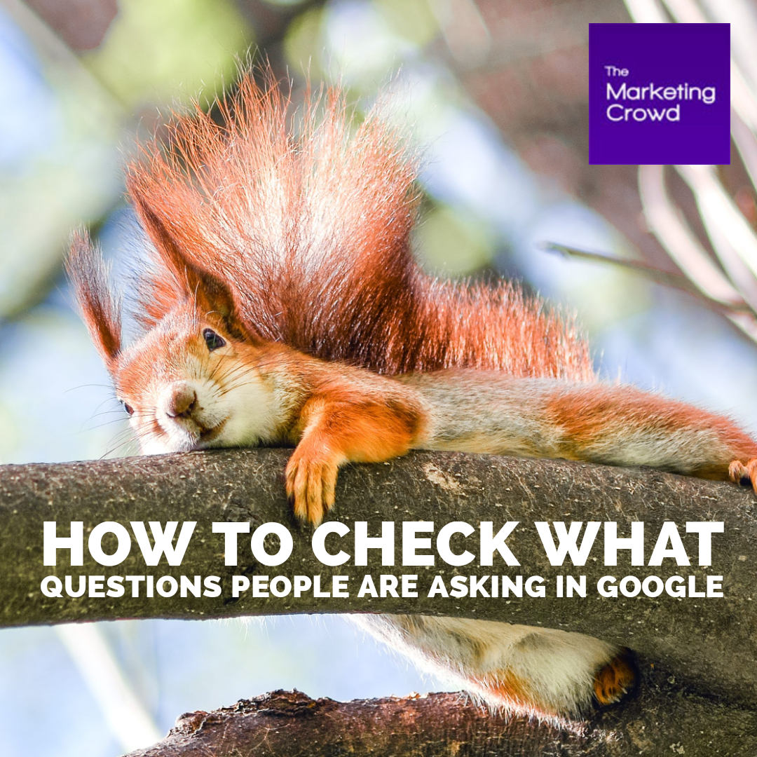 How to check what questions people are asking in Google using TextOptimizer.com